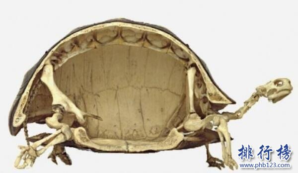 世界上跑的最慢的乌龟：海龟每小时移动70米