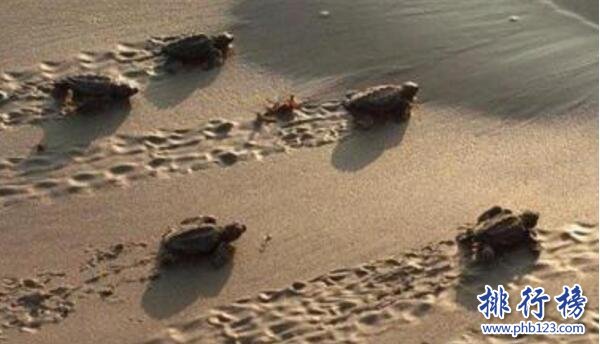 世界上跑的最慢的乌龟：海龟每小时移动70米
