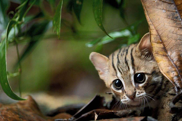 世界十大禁养猫科动物